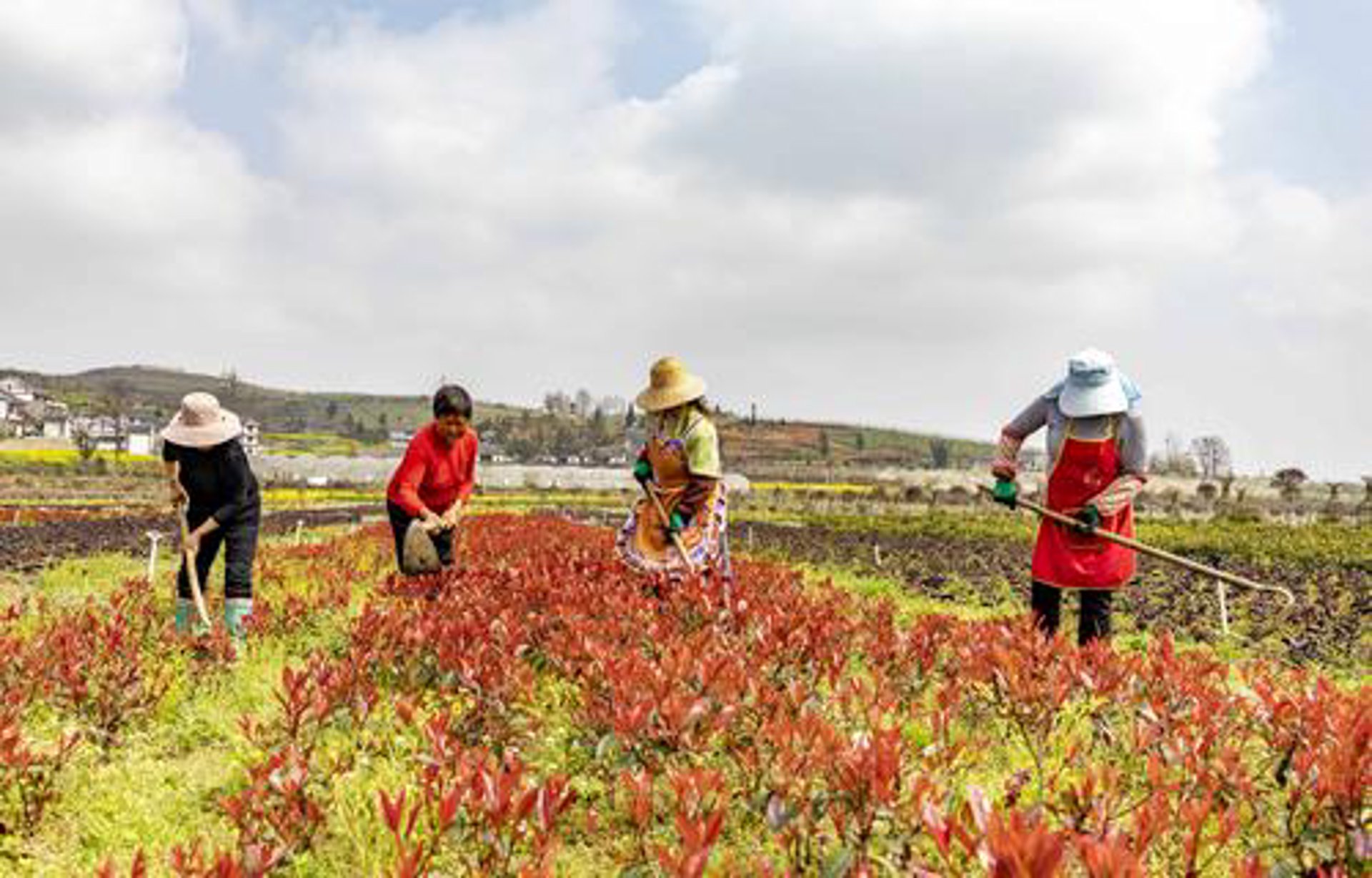 金塘茶花苗圃
